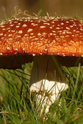 Read Online Large Fly Agaric Mushroom, for the Love of Nature: Blank 150 Page Lined Journal for Your Thoughts, Ideas, and Inspiration -  | ePub