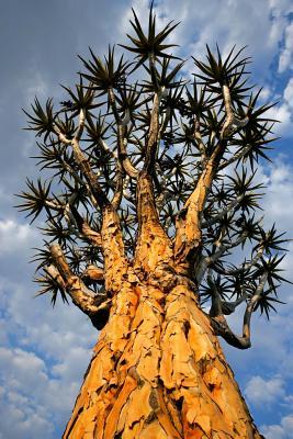Full Download African Quiver Tree (Aloe Dichotoma( Succulent Journal: 150 Page Lined Notebook/Diary -  | ePub