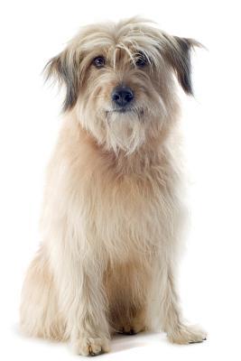 Read Pyrenean Shepherd Notebook & Journal. Productivity Work Planner & Idea Notepad: Brainstorm Thoughts, Self Discovery, To Do List - Doggy Deluxe | ePub