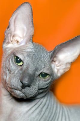 Read Online Don Sphinx Cat Doesn't Like Being Photographed Journal: 150 Page Lined Notebook/Diary -  file in ePub