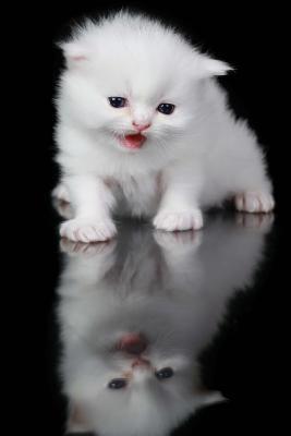Download White Persian Cat Meowing at Her Reflection Journal: 150 Page Lined Notebook/Diary -  | ePub