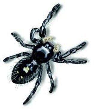 Download Descriptive catalogue of the spiders of Burma, based upon the collection made by Eugene W. Oates and preserved in the British Museum - Eugene William Oates file in PDF