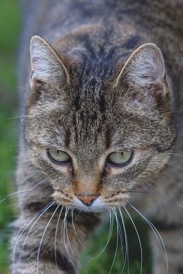 Read Online The Tabby Cat Journal: 150 Page Lined Notebook/Diary -  | PDF